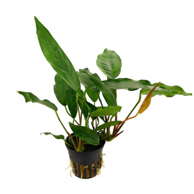 Анубиас Минима в горшочке